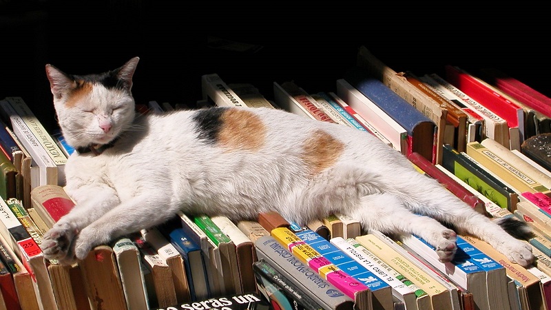 Sleeping cat on books